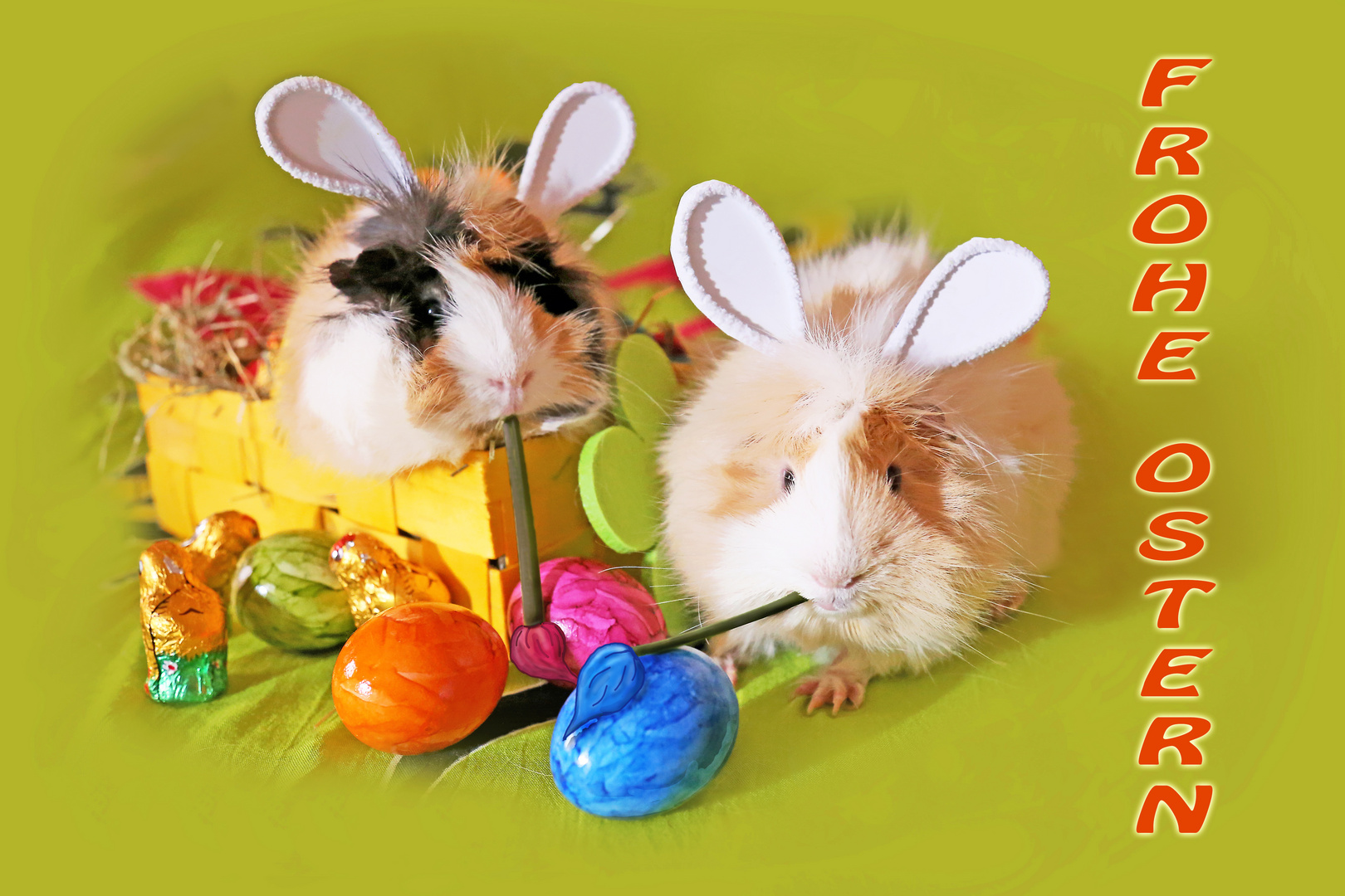 Frohe Ostern Foto Bild nature spezial rot Bilder Frohe Ostern Foto Bild nature spezial rot Bilder