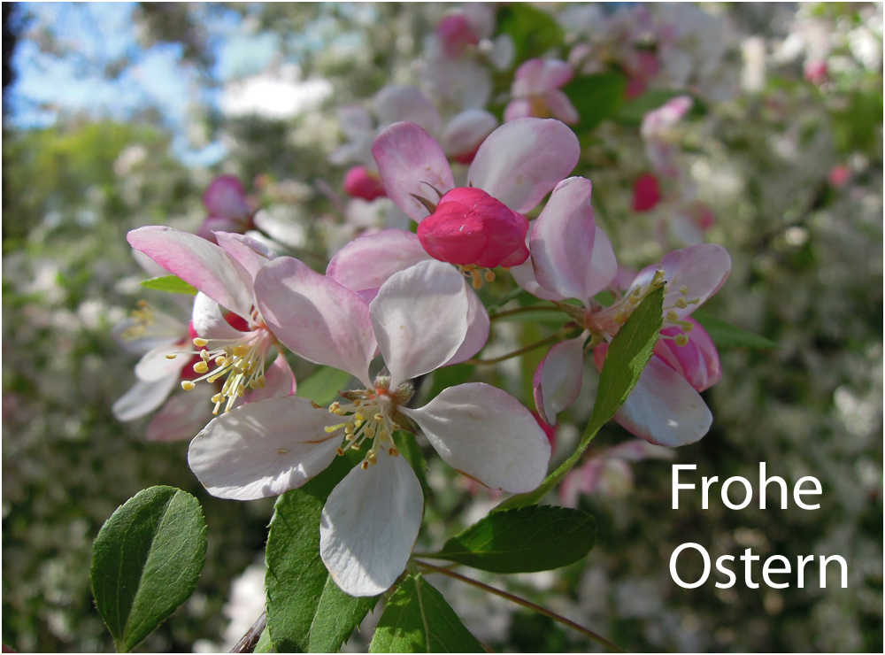 Frohe Ostern