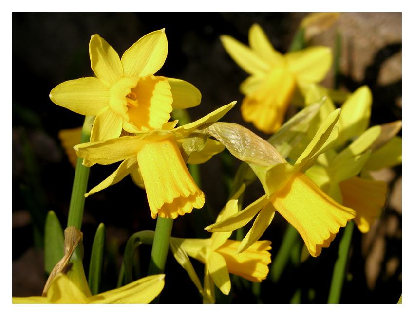 Frohe Ostern!