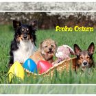 Frohe Ostern