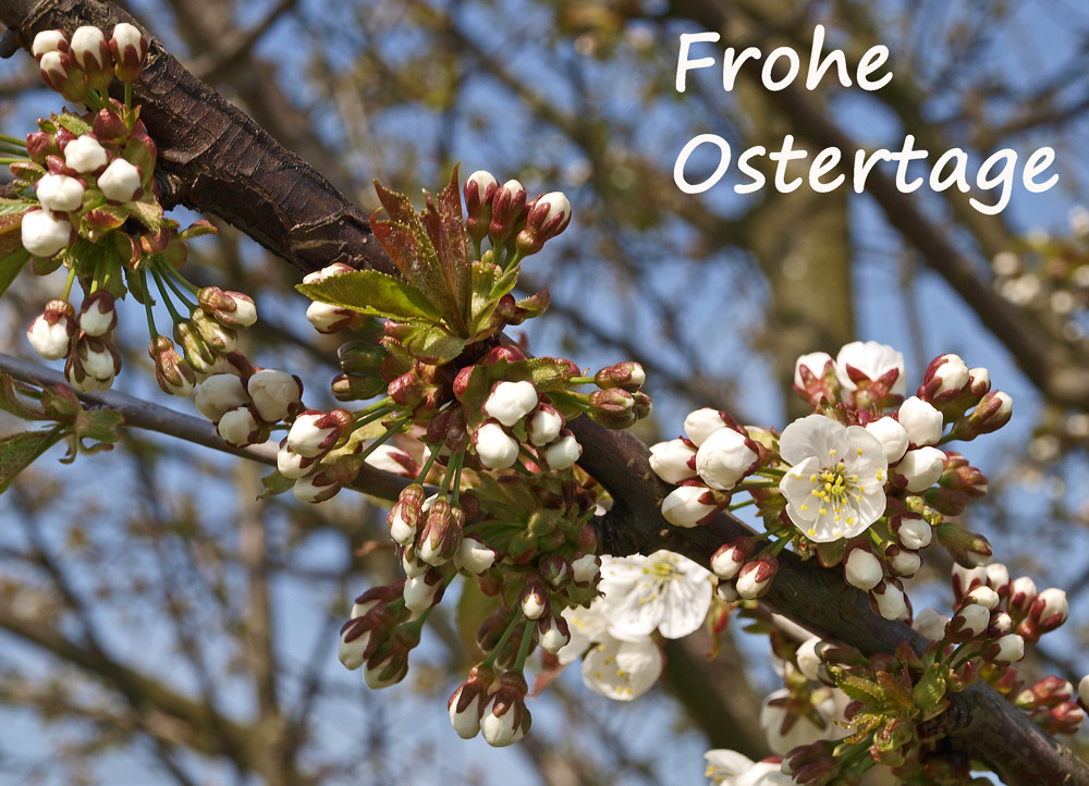 FROHE OSTERN