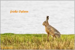 frohe ostern.....