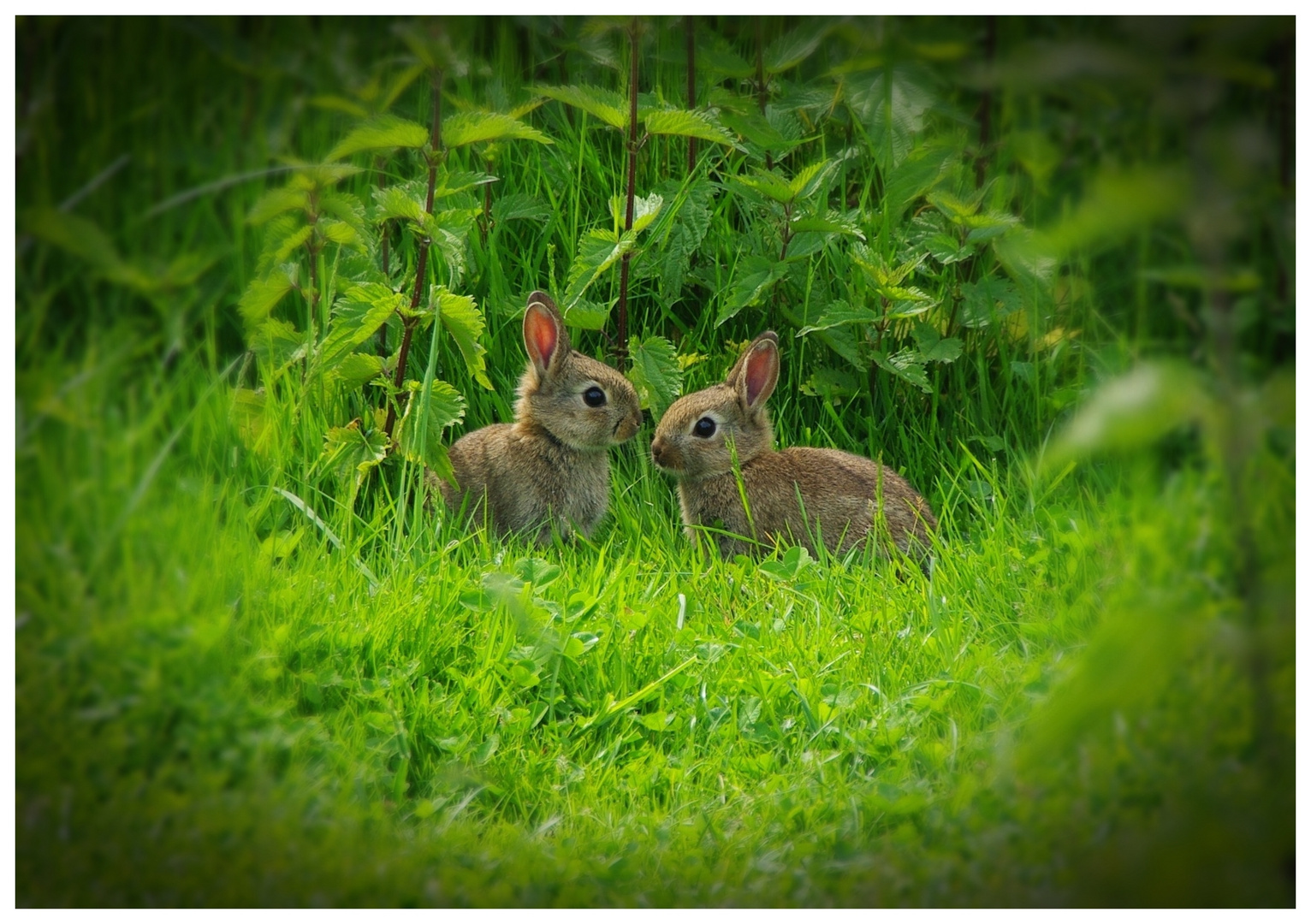 Frohe Ostern