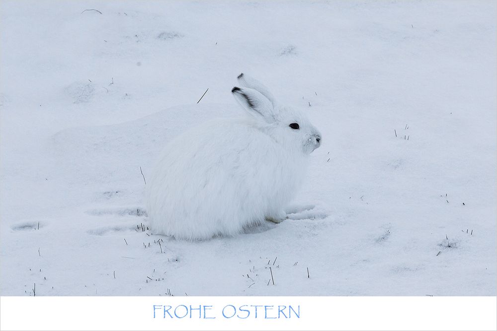 FROHE  OSTERN