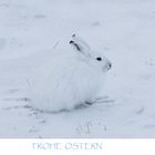 FROHE  OSTERN