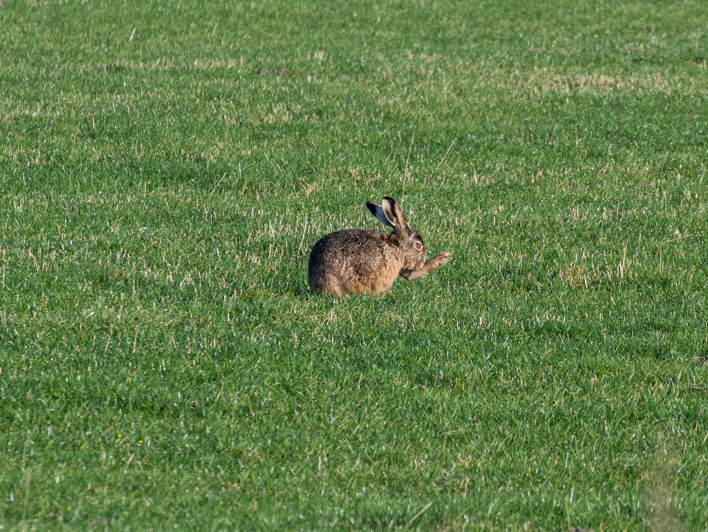 Frohe Ostern