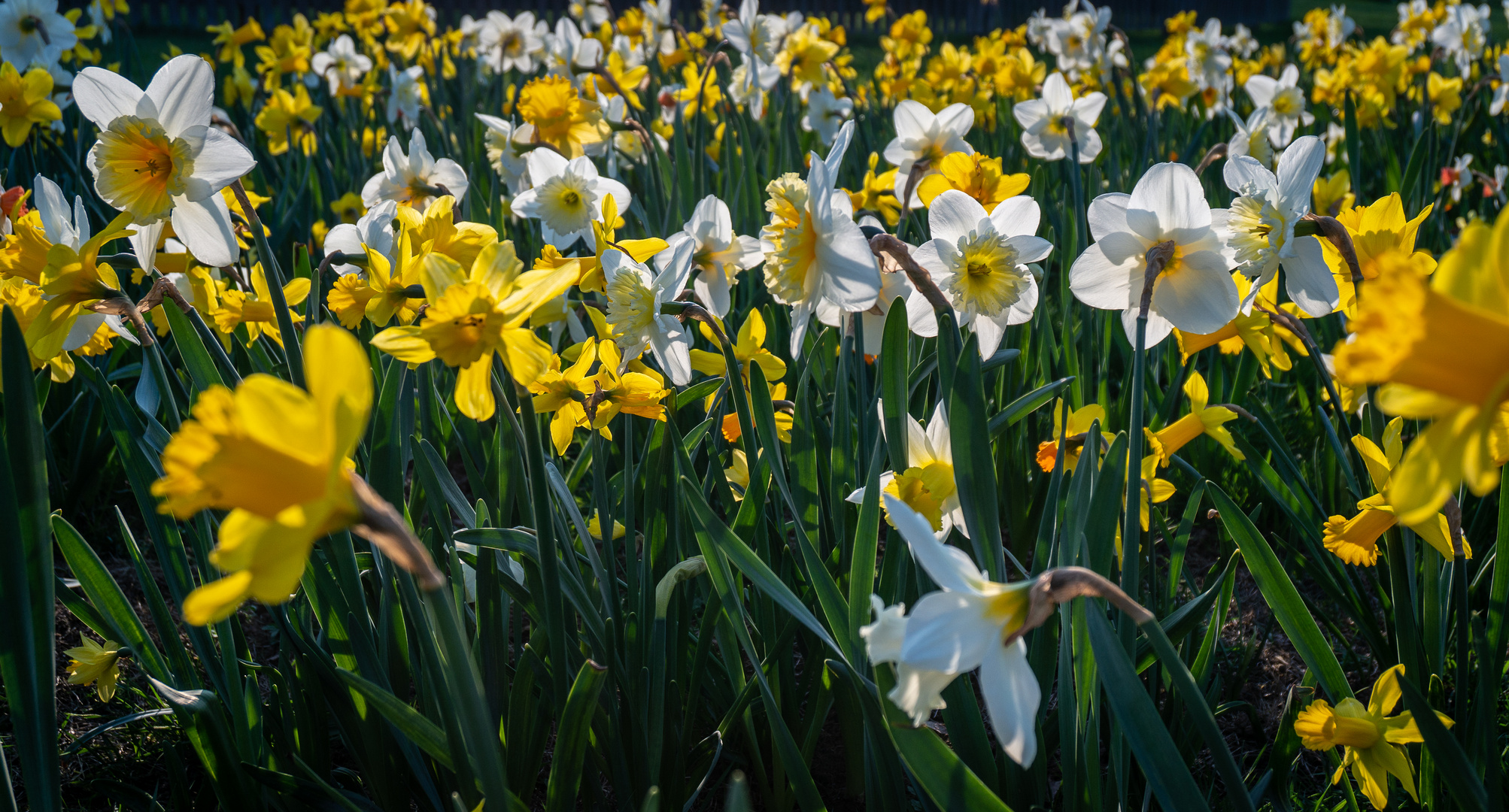 Frohe Ostern