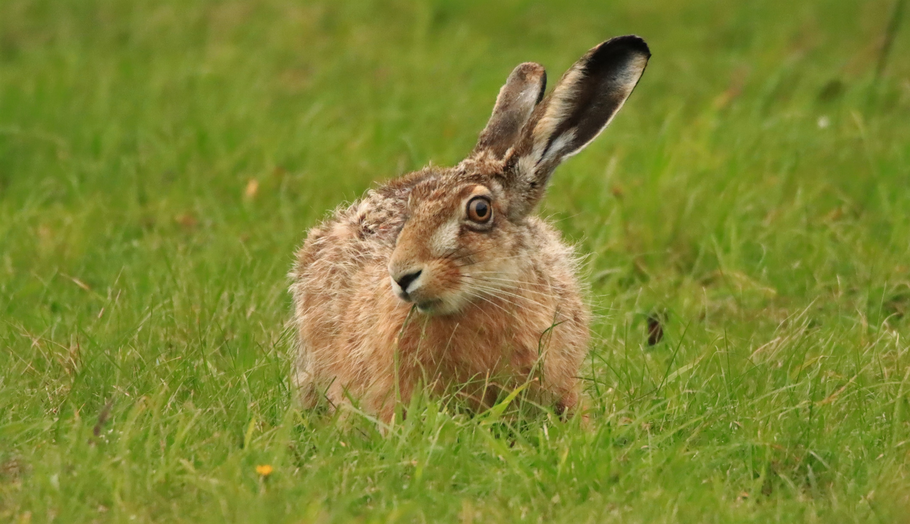 Frohe Ostern