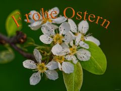 Frohe Ostern