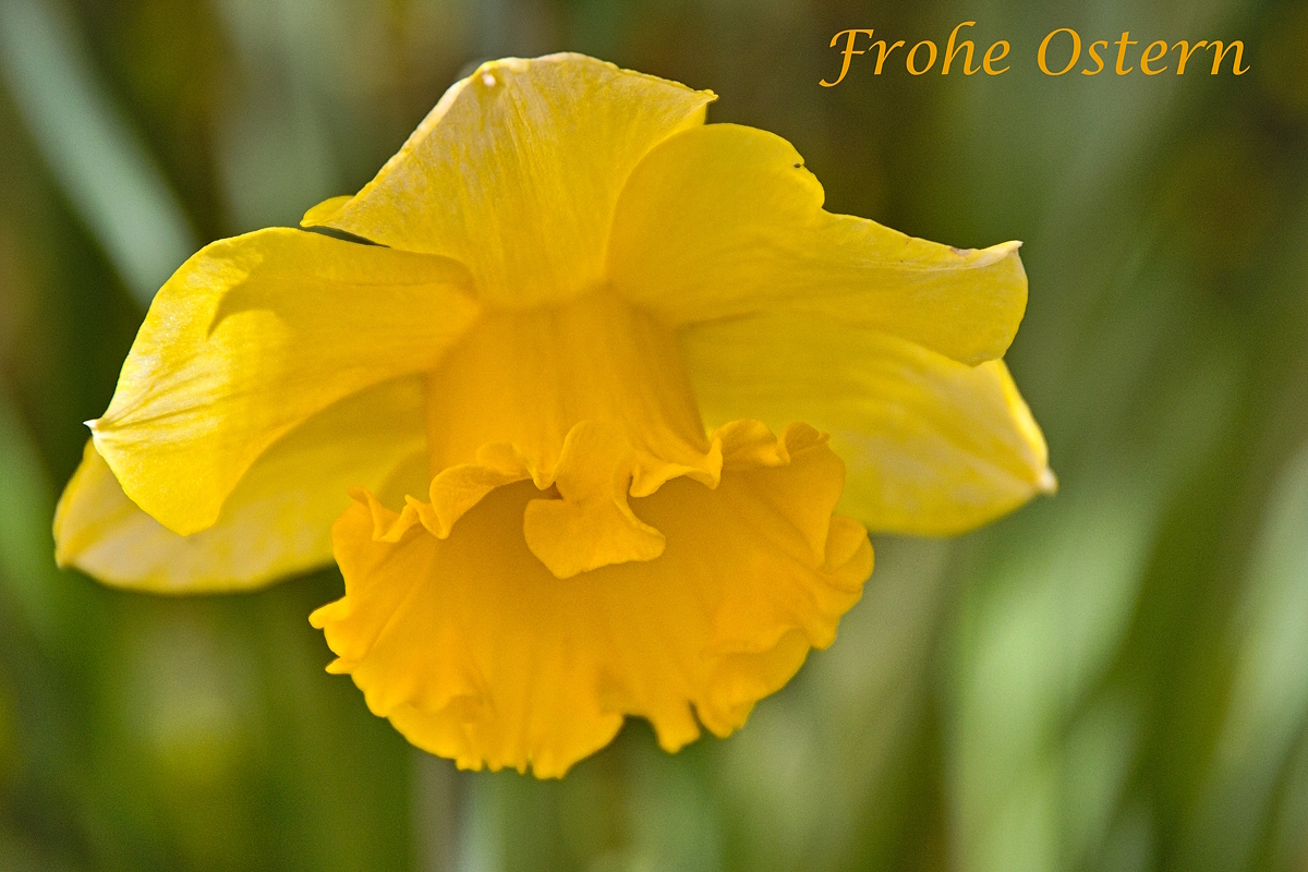 Frohe Ostern