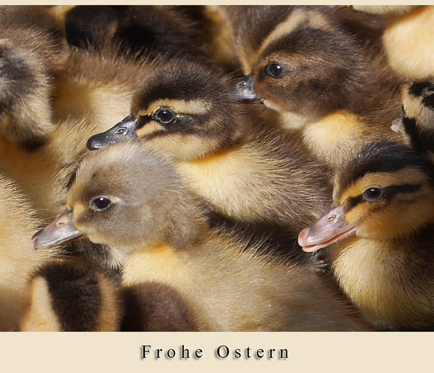 Frohe Ostern