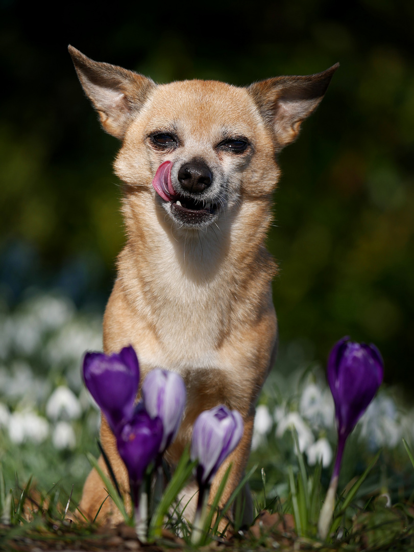 Frohe Ostern 