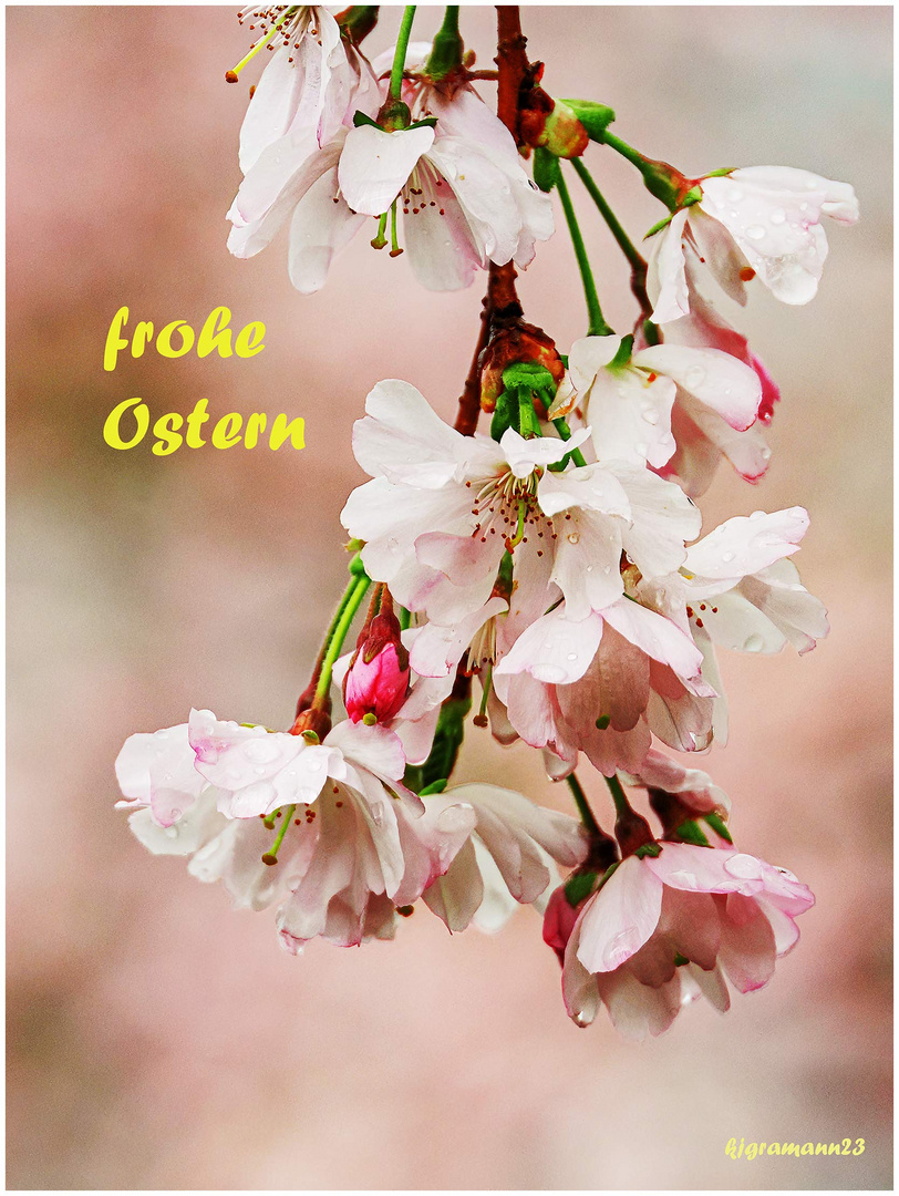 frohe Ostern ....