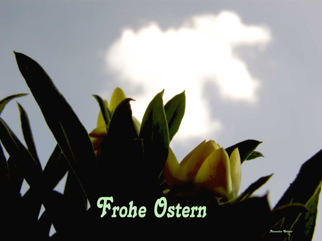 Frohe Ostern !!