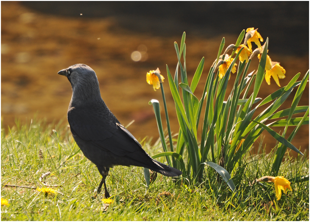 Frohe Ostern!