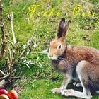 Frohe Ostern!