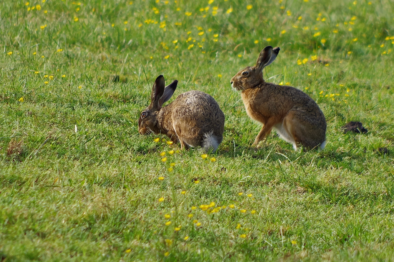 Frohe Ostern