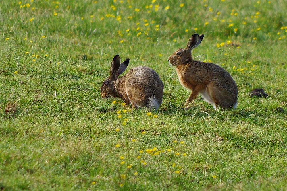 Frohe Ostern