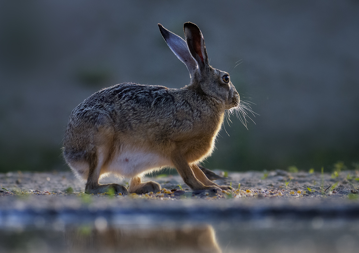 Frohe Ostern