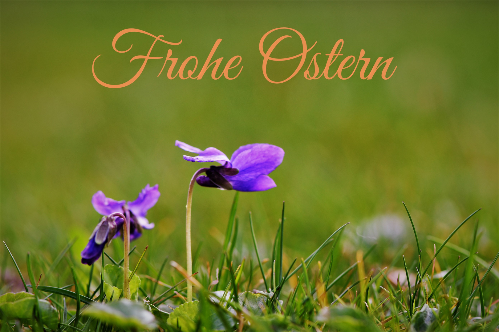 Frohe Ostern