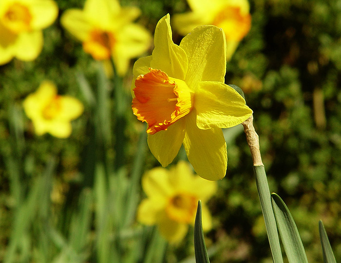 Frohe Ostern! von Alex Dahlem