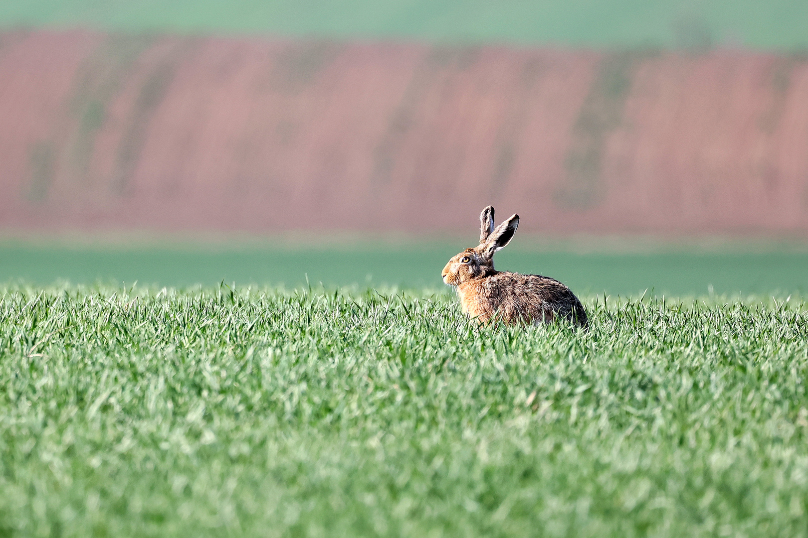 Frohe Ostern!