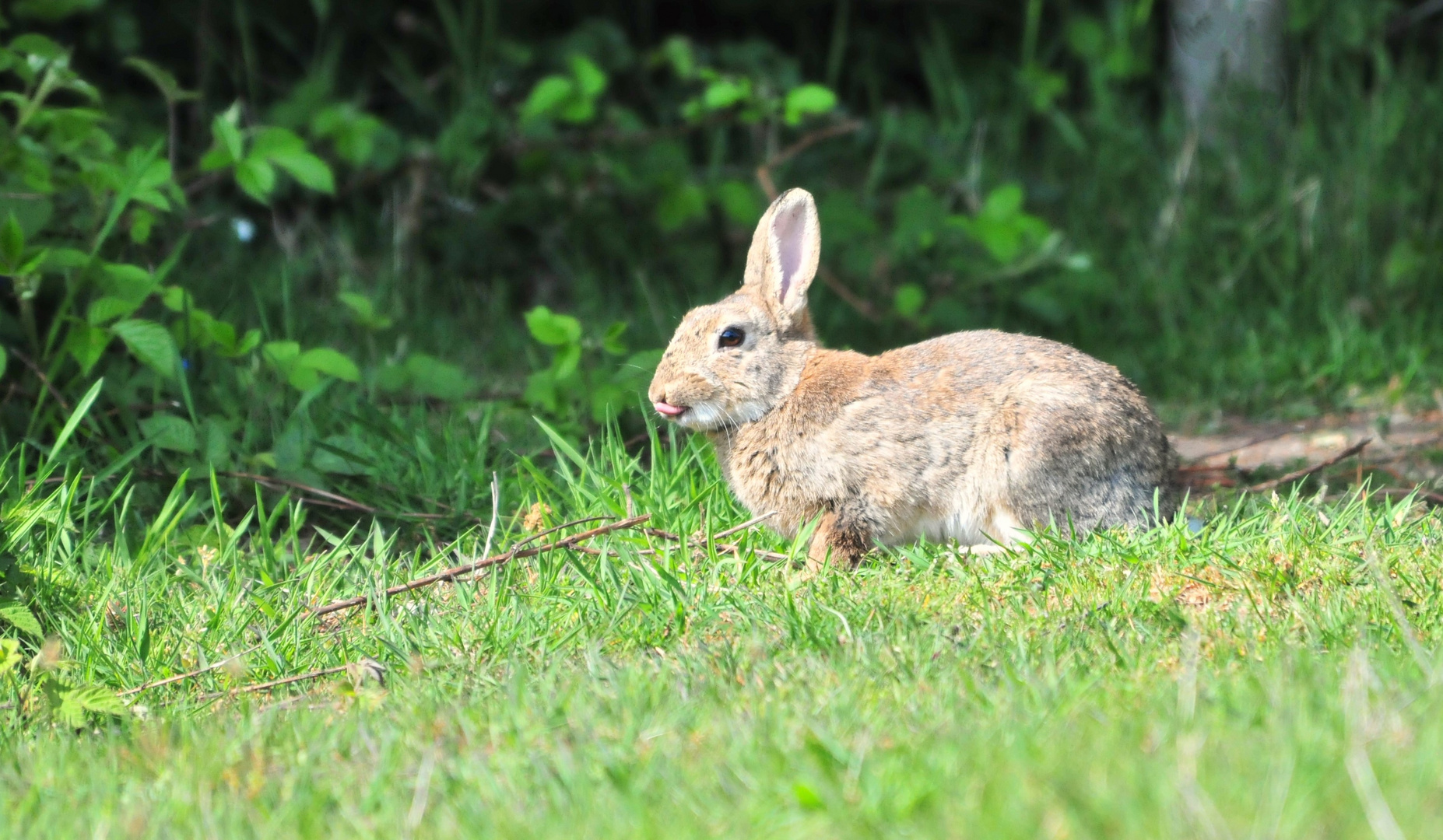 FROHE OSTERN...