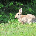 FROHE OSTERN...