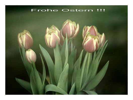 Frohe Ostern !!!