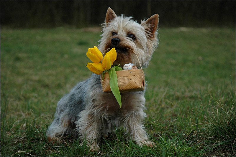 Frohe Ostern!