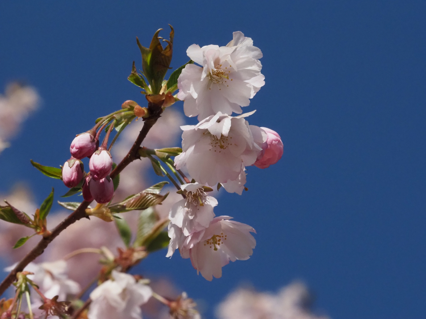 Frohe Ostern