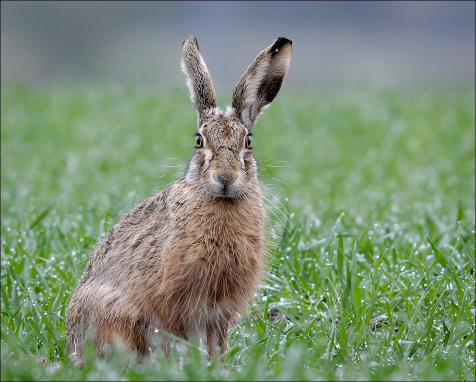 frohe Ostern