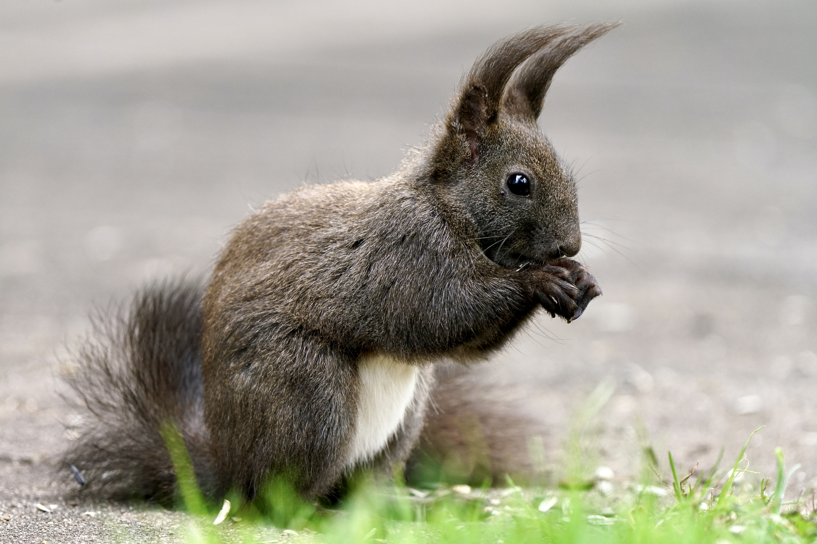 Frohe Ostern !