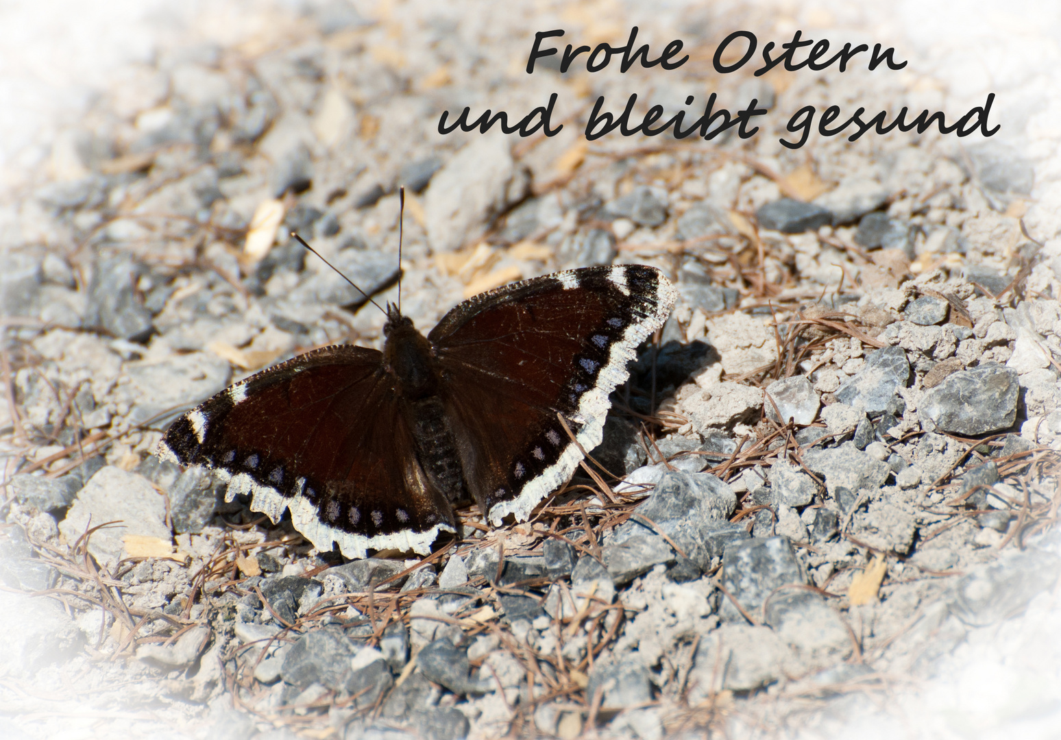 Frohe Ostern