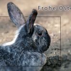 Frohe Ostern...