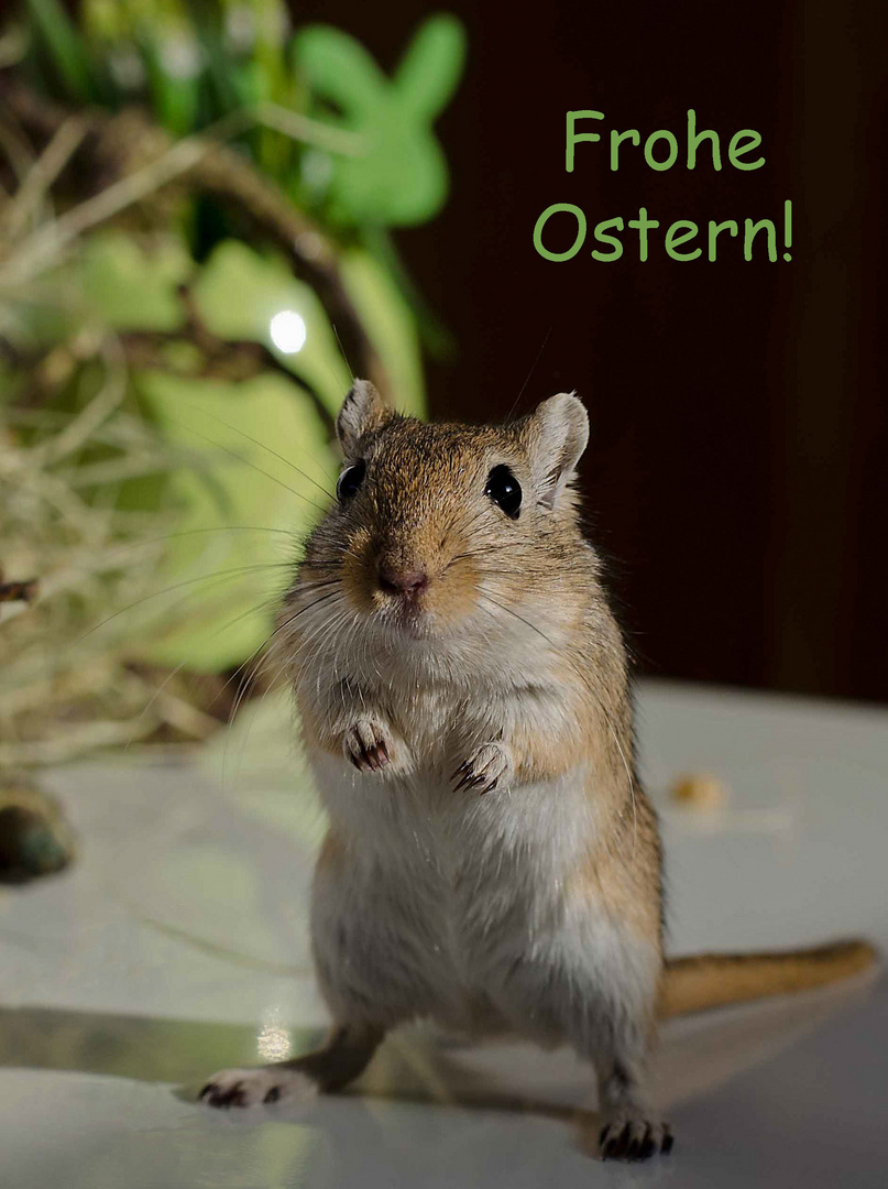 Frohe Ostern!