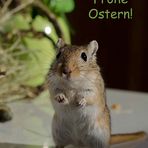 Frohe Ostern!