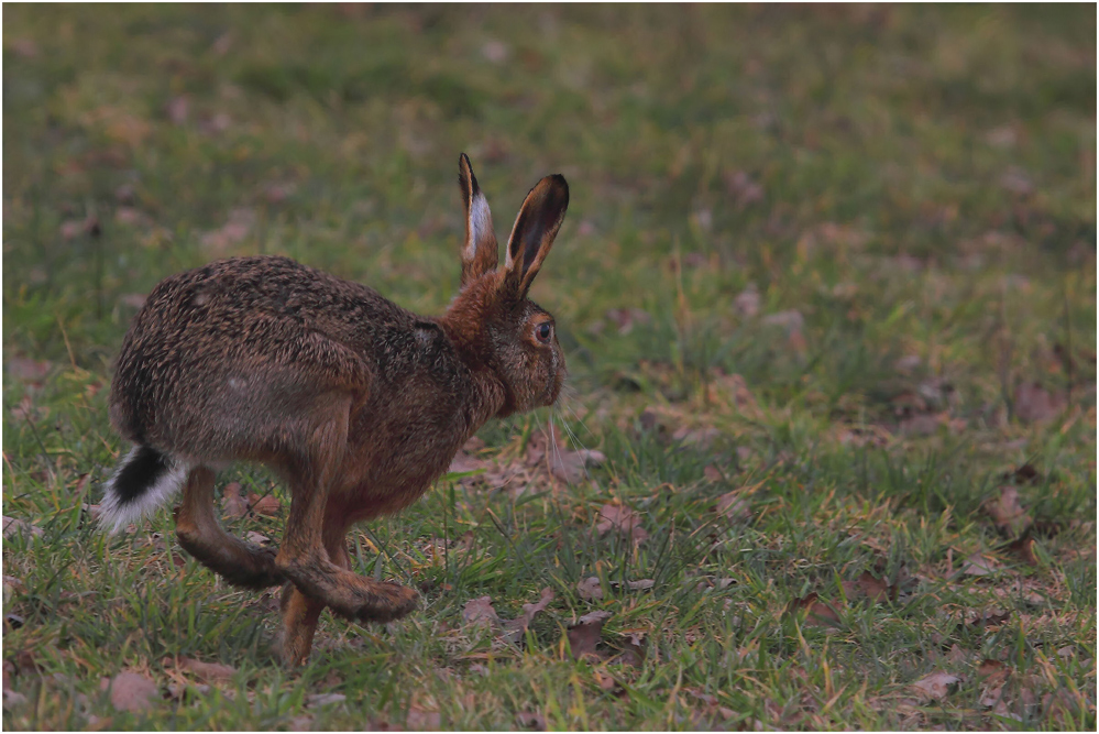 Frohe Ostern