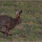 Frohe Ostern