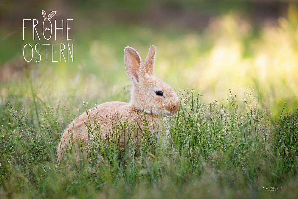...frohe Ostern... Foto & Bild | ostern, natur, tier Bilder auf