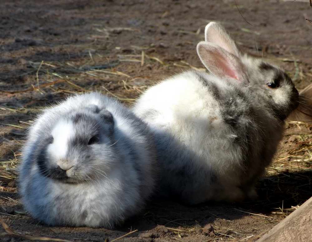 ...FROHE OSTERN...