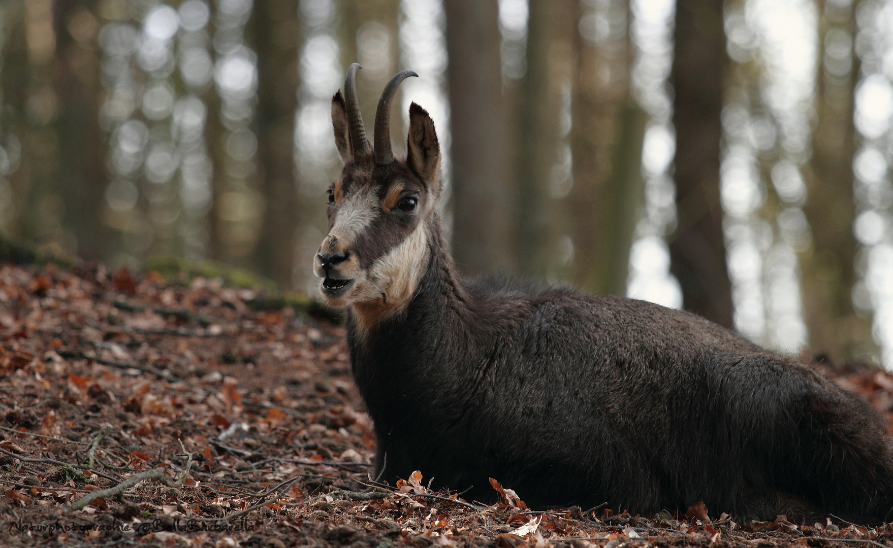 FROHE OSTERN !