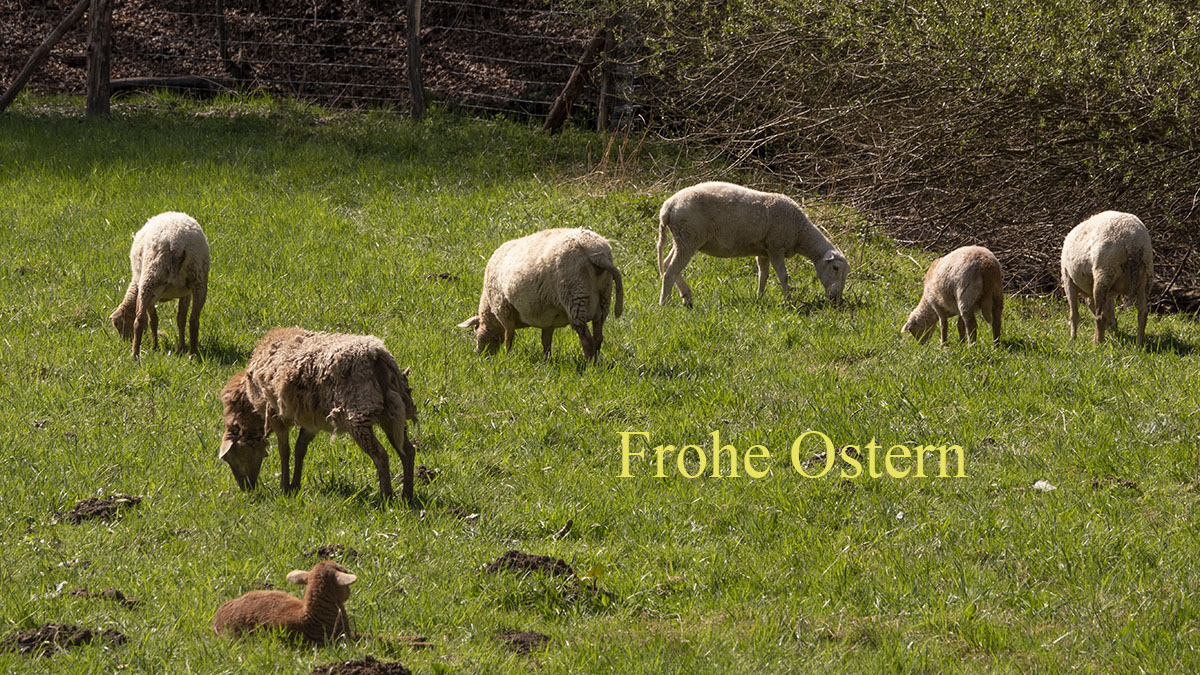 Frohe Ostern!