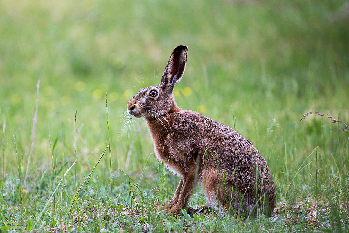 FROHE  OSTERN !