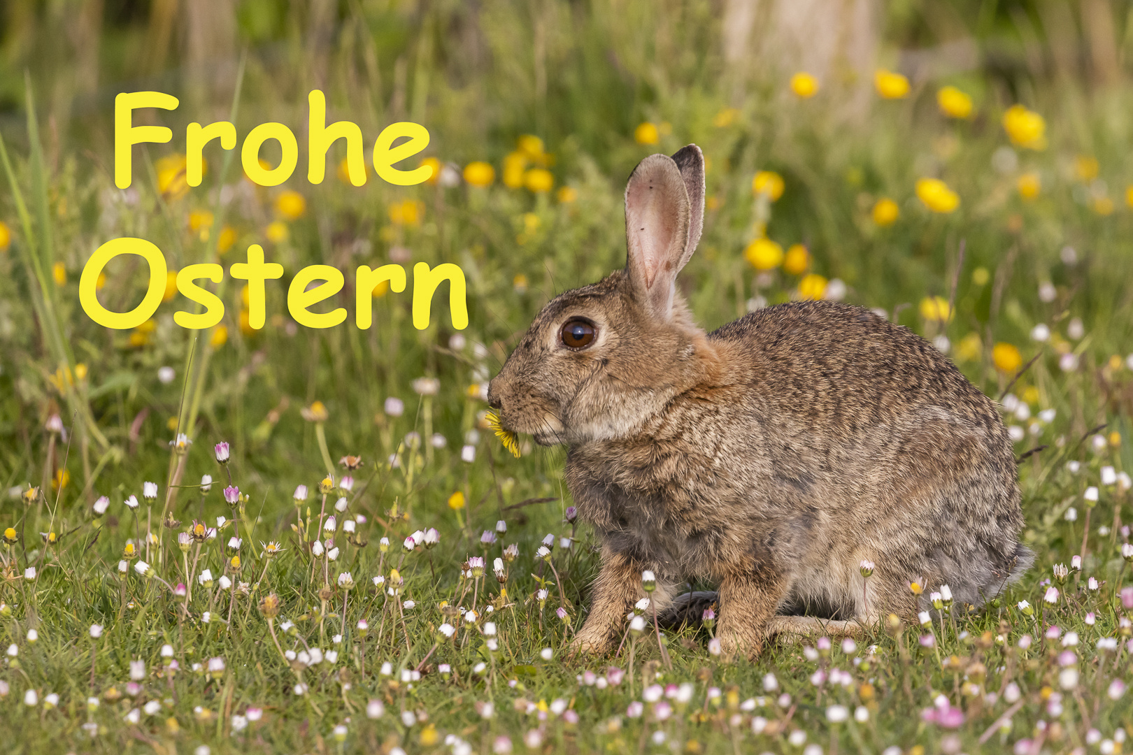 Frohe Ostern