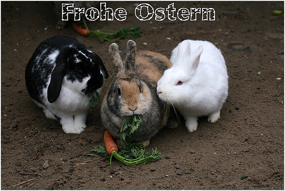 Frohe Ostern...