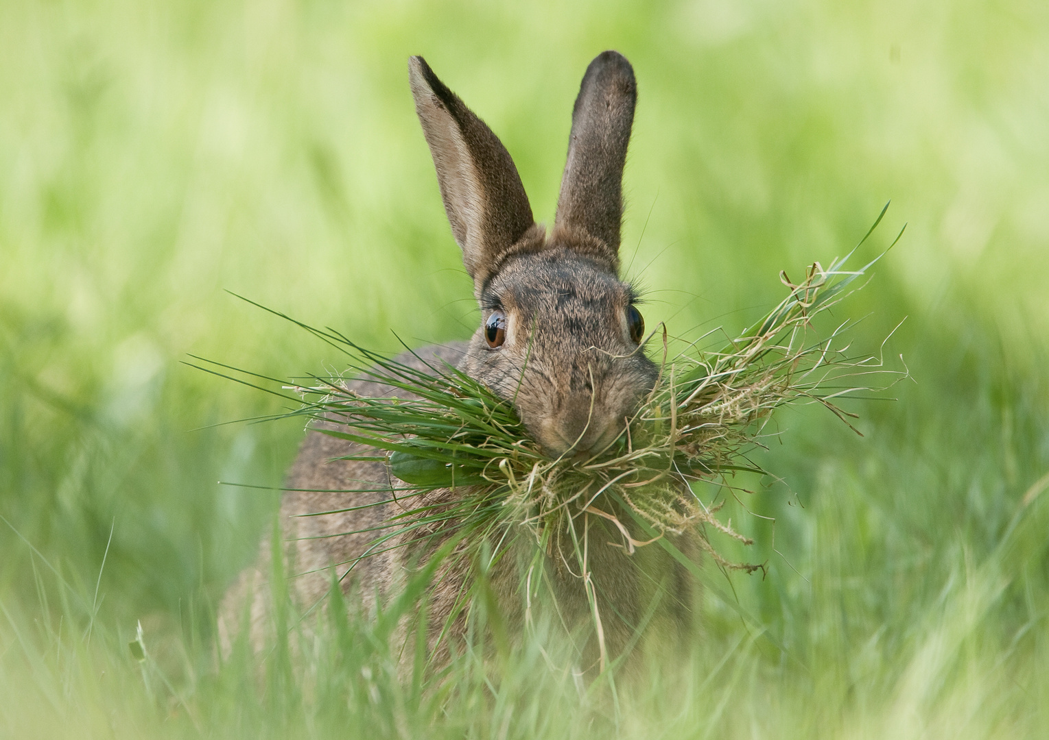 Frohe Ostern