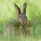 Frohe Ostern