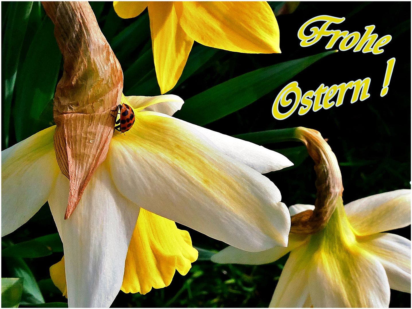 Frohe Ostern ...