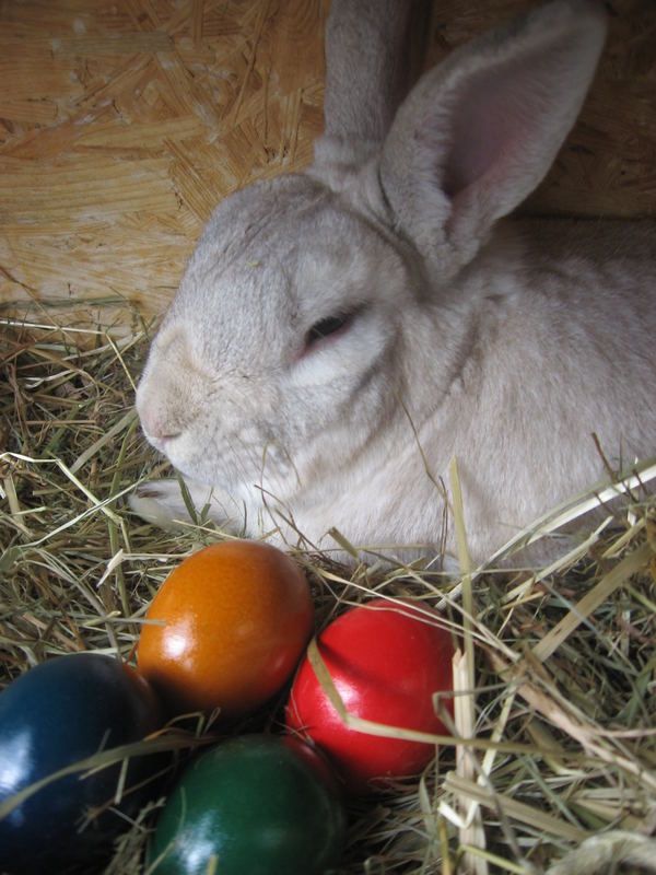 FROHE OSTERN!!!!!